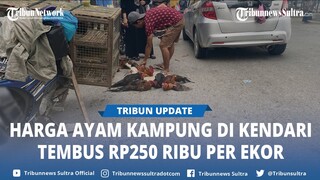 Harga Ayam Kampung di Kendari Sulawesi Tenggara, Tembus Rp250 Ribu per Ekor Jelang Idul Adha 2024
