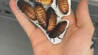 谨慎观看 昆虫爱好者来啦