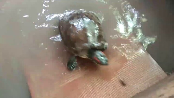 Red Eared Slider & Catfish Eat Cricket