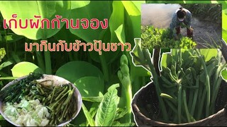 เก็บผักตามธรรมชาติ ผักก้านจองผักกูดมากินกับข้าวปุ้นซาวแซ่บๆผักเต็มถาดถูกใจแม่ๆ❤️