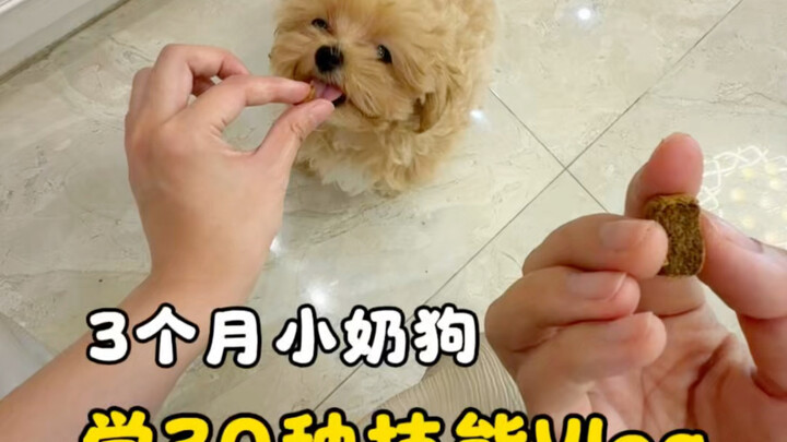 A three-month-old puppy learned to refuse food and “spit it out” in just one meal…