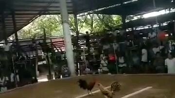 genitic alimbuyogin ung samin vs bulik