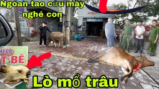 Danh Giới Giữa Sự Sống Và Cái C.h.ết . Giải Cứu Chú Nghé Con Tội Nghiệp Bị Chủ Lò Mổ S.át H.ại