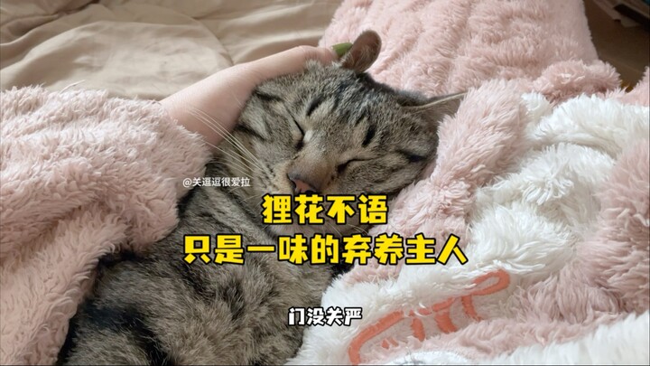 我们不该对一个品种的猫有太多的偏见 但如果这个事情发生在我身上了的话 这个偏见我有定了 呜呜呜呜呜呜 #中华狸花猫 #狸花猫弃养主人 #弱小可怜又无助