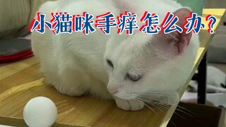 如何对付手痒的小猫咪