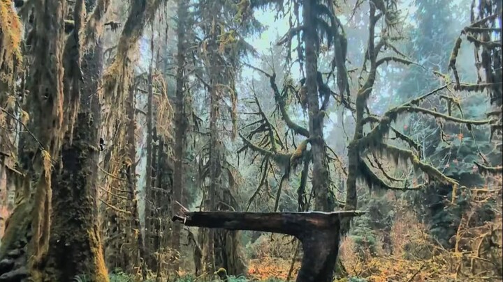 United States | Hoosac Rainforest | A scene straight out of a fungal hallucination