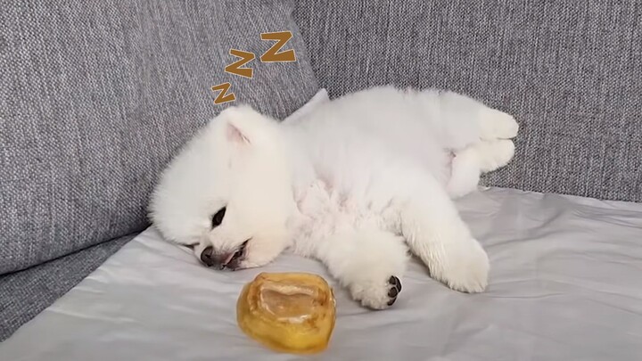 [Animals]When my dog was awakened by the smell of beef hoof