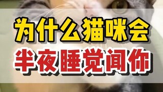 Mengapa kucing datang menciummu beberapa kali di tengah malam?