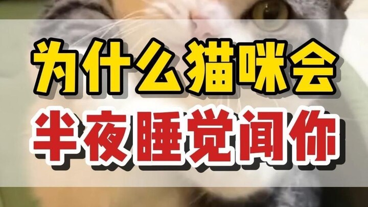 为什么猫咪半夜会来闻你几下？