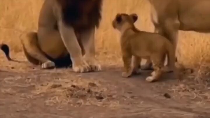 It has been proven that there is no such thing as a “king of the jungle” or a king of the lion pride