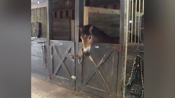 Tổng Hợp Những Tình Huống _HÀI HƯỚC NHẤT