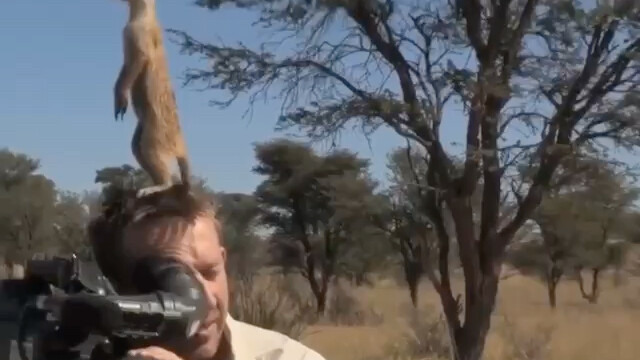 Has reached the top of the food chain