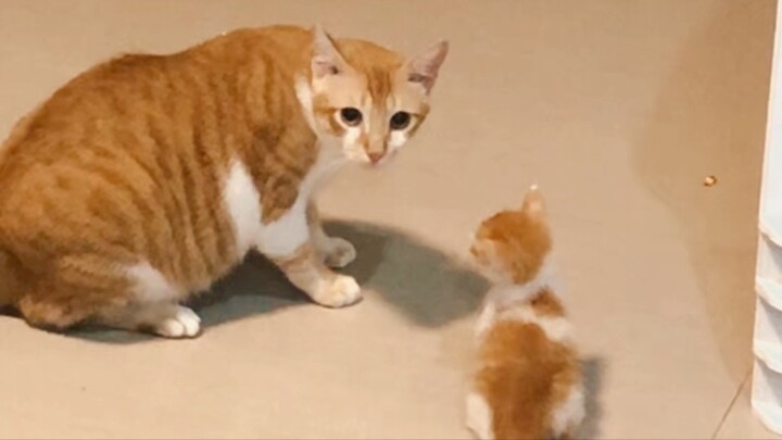 Memories of my Orange Cat named Little Foot becuz when he was stil a kitten he has a very small feet