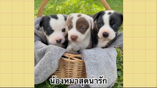 เพื่อนตัวน้อย สัตว์เลี้ยงแสนซน : น้องหมาสุดน่ารัก