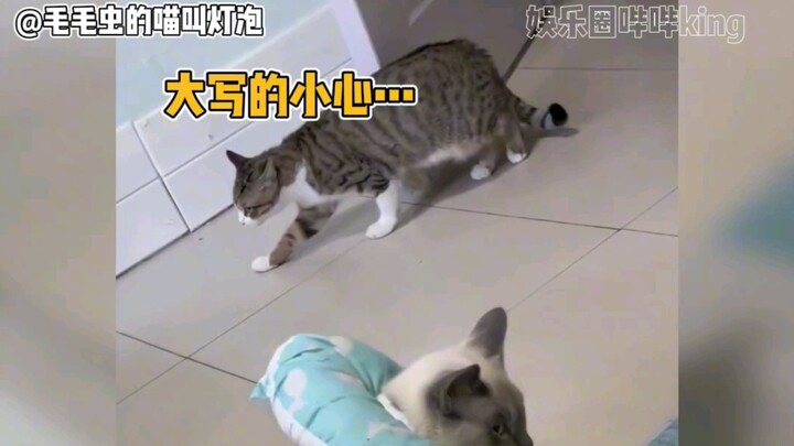 So this is what "creeping around like a cat" really means! Tabby cat: You guys don’t know—what it’s 