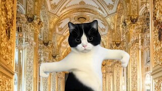 Exotic Princess Cow Cat!