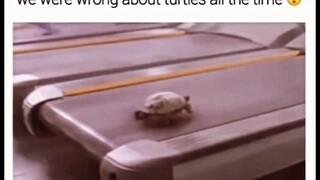 Turtle's are lier HAHA