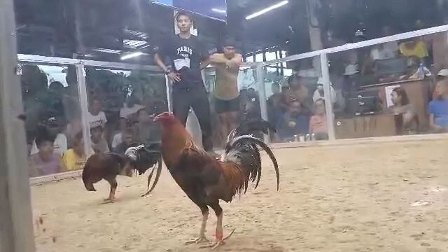 2nd Fight🐓🔥.                    Entry Name: Jungle Town.     NT Coliseum Tarlac. CHAMPION 1/5/25