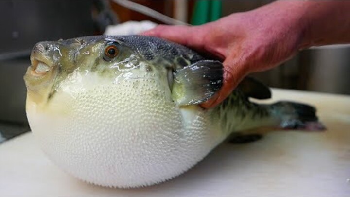 cooking pufferfish.