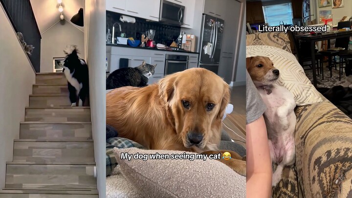 Dog: What’s there to be afraid of with a tiny kitten?