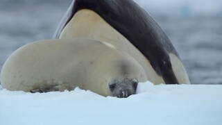 110: How did you die? Seal: Died in the waves