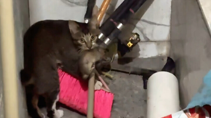 This sparrow cat was not raised in vain—when it really mattered, it stepped up!