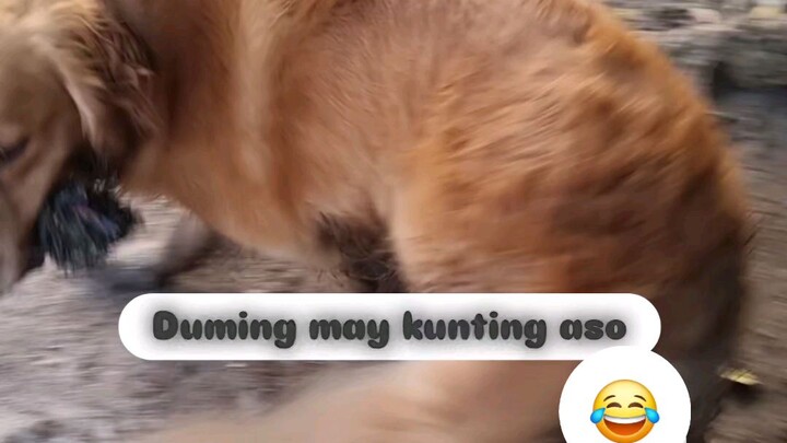 Duming may kunting aso