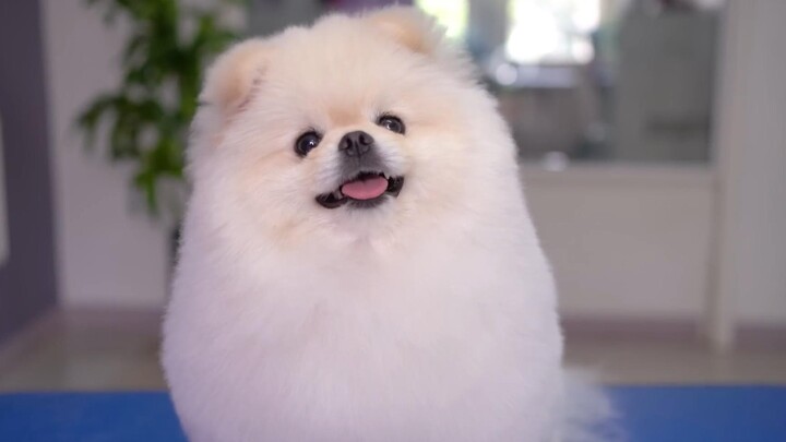 Anak anjing ini bakal meluluhkan hatimu! 🐶❤️ Lucu banget!!