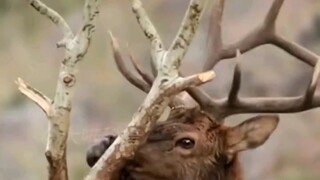 The Life of a Reindeer