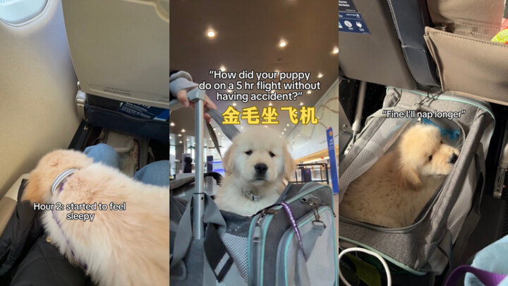 Suốt chặng đường đều ngoan lắm đấy🥺💓