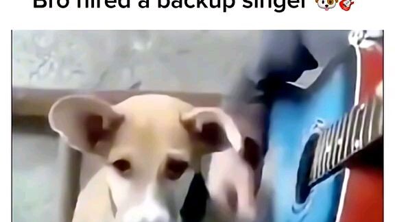 singing  dog
