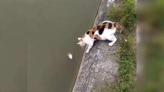 pha rình mồi rất gì và này nọ :)))
