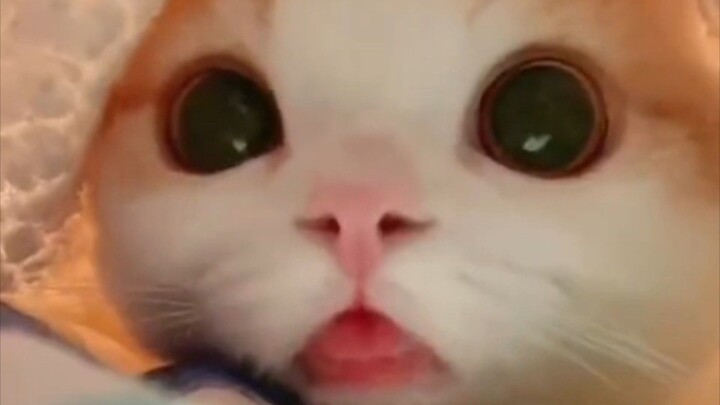 这只猫太搞笑了! 😂 #猫咪 #搞笑猫咪 #萌宠 #可爱猫咪 #猫咪日常 #ChainaCat