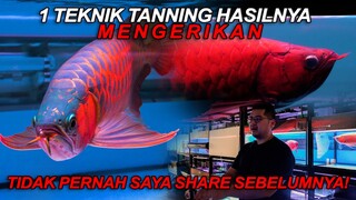 1 TEKNIK TANNING ARWANA ini Mungkin Jawaban Kamu Selama Ini!