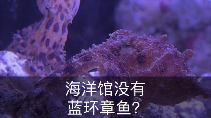 Give the blue-ringed octopus to the aquarium!