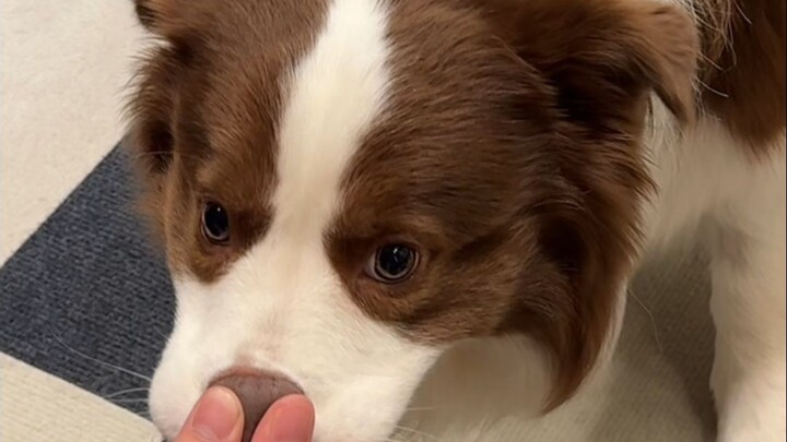 Why does the puppy bother dad?