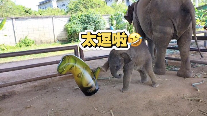 So much fun! The baby elephant’s entire journey from fear to bravery—punching and kicking all the wa
