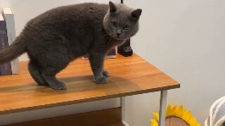 How to treat him the way a cat would.