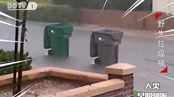 Rare images of early humans taming wild trash cans