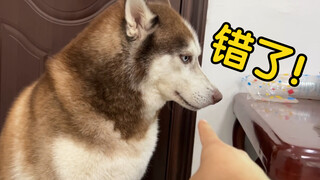 The Husky dared to be aggressive towards its owner, but after a few slaps, its eyes instantly became
