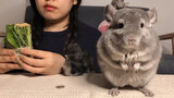 A Warm Reminder from the Chinchilla and Its Eating Buddy