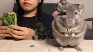 Pengingat Kecil dari Chinchilla dan Teman Makannya