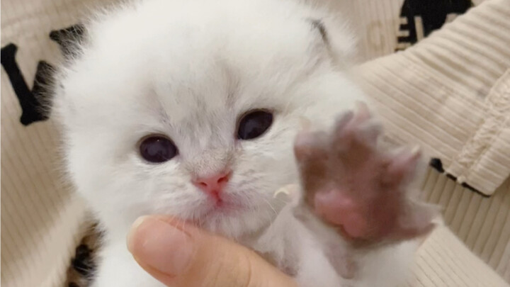 This little kitten was destined to be special from the moment it was born~