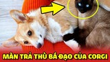 Thanh niên Corgi GIẢ VỜ giúp đỡ rồi tranh thủ "TRẢ THÙ" bé Mèo trong nhà 😂 | Yêu Lu