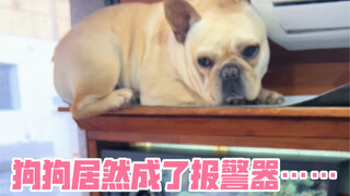 培养了一只间谍狗，这下再也不怕媳妇突然袭击狗窝了……