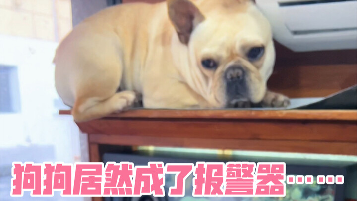 培养了一只间谍狗，这下再也不怕媳妇突然袭击狗窝了……