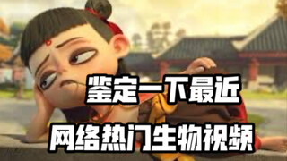 【用狐主任打开哪吒】鉴定一下网络热门生物视频