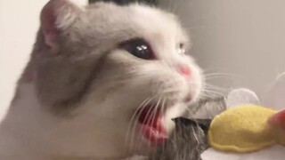 The worst freeze-dried food ever! It makes my cat anxious
