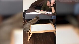 Những con người ngốc nghếch nhất hành tinh #91