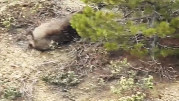 Sorotan lambat saat berburu babi hutan, momen tepat tertembak!